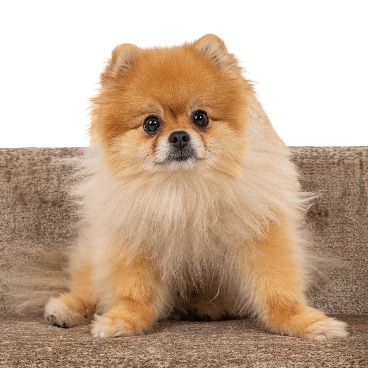 Richmond Interiors Hundebett Bingo taupe chenille Hundebett Richmond Interiors